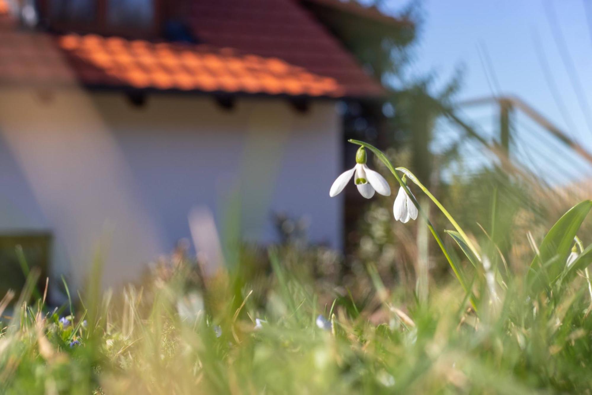 Villa Pod Vojtechem - Soukromy Wellness Apartman à Votice Extérieur photo